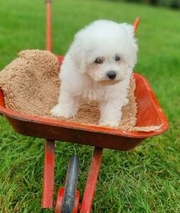 Bichon Frisé des Sentiers du Perche (Valda)