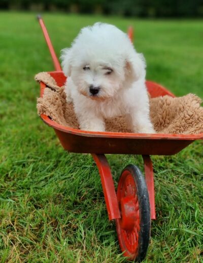 Bichon Frisé des Sentiers du Perche (Vedette)..