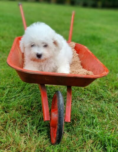 Bichon Frisé des Sentiers du Perche