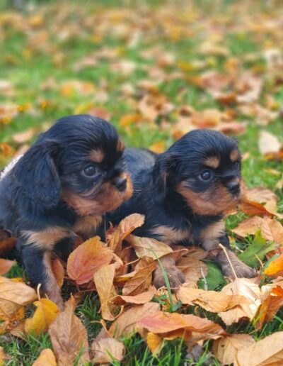 2 Femelles Cavalier King Charles des sentiers du Perche