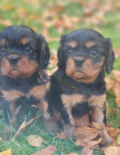 2 Femelles Cavalier King Charles des sentiers du Perche