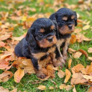 2 Femelles Cavalier King Charles des sentiers du Perche