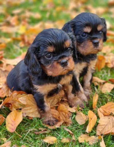 2 Femelles Cavalier King Charles des sentiers du Perche