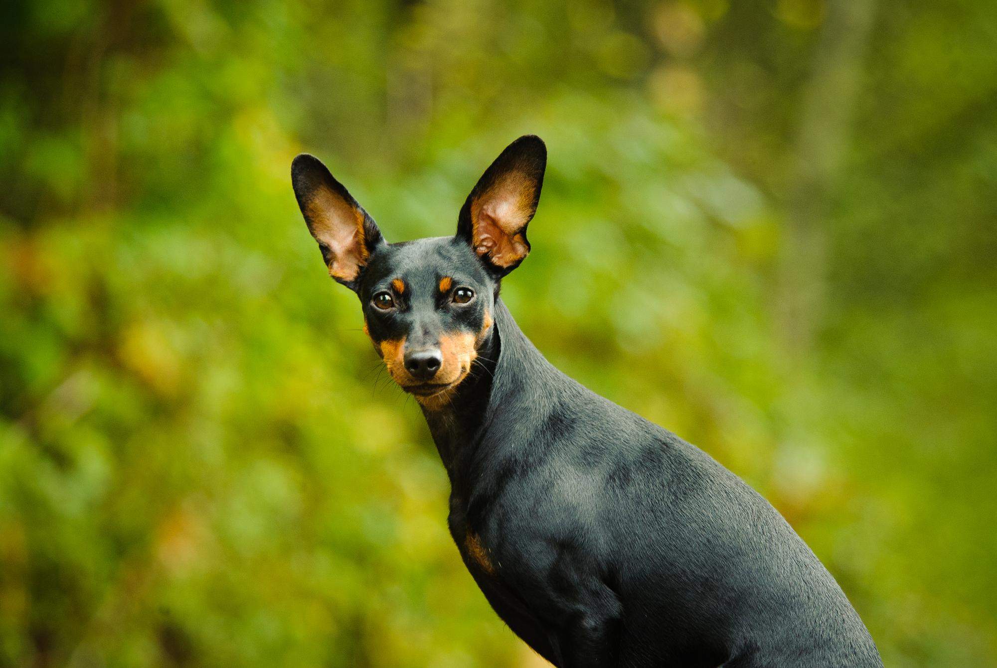 Élevage de chiots Pinscher Nain en Normandie