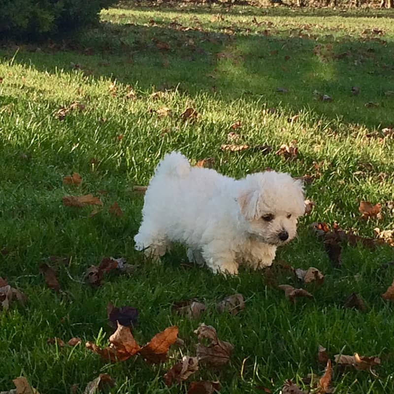 Élevage Chiot Bichon Frisé en Normandie