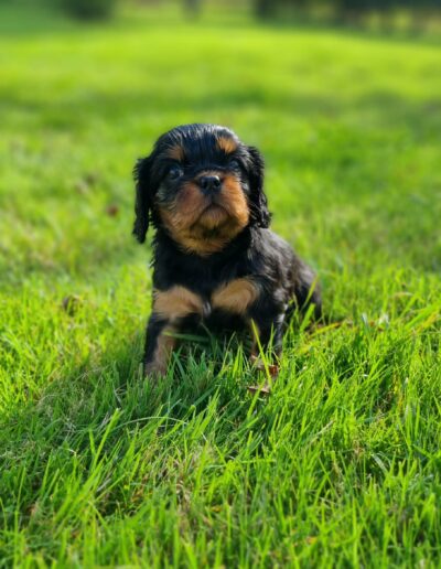 Femelle Cavalier King Charles des sentiers du Perche