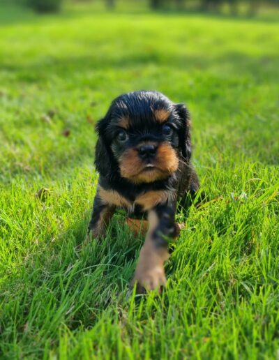 Femelle Cavalier King Charles des sentiers du Perche