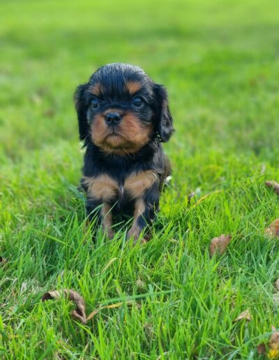 Femelle Cavalier King Charles des sentiers du Perche