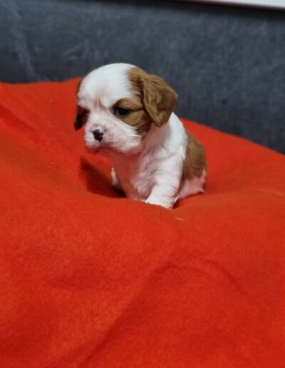 Femelle Cavalier King Charles des Sentiers du Perche