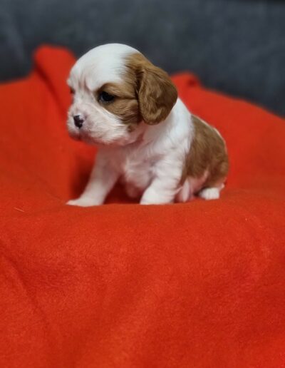 Femelle Cavalier King Charles des Sentiers du Perche..