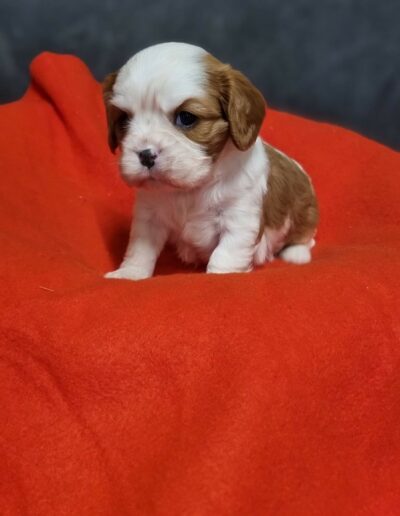 Femelle Cavalier King Charles des Sentiers du Perche. .