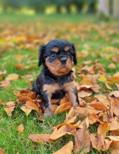 Femelle Cavalier King Charles des sentiers du Perche