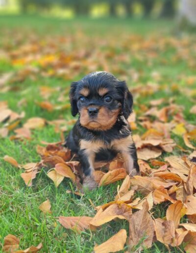 Femelle Cavalier King Charles des sentiers du Perche