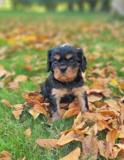 Femelle Cavalier King Charles des sentiers du Perche