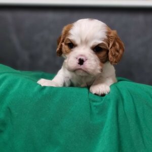 Mâle Cavalier King Charles des Sentiers du Perche.