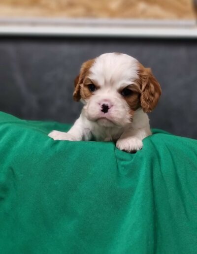 Mâle Cavalier King Charles des Sentiers du Perche.