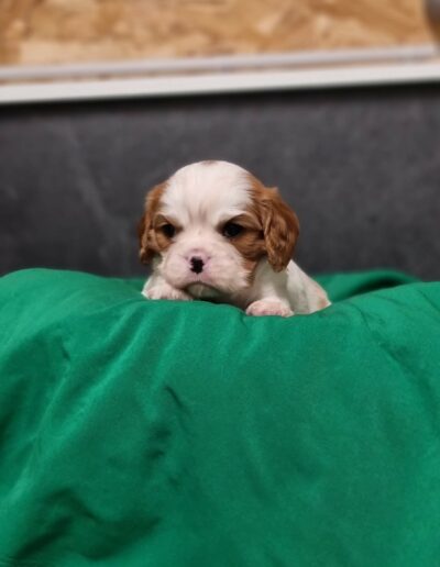 Mâle Cavalier King Charles des Sentiers du Perche..