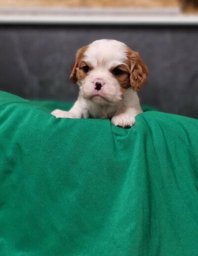 Mâle Cavalier King Charles des Sentiers du Perche