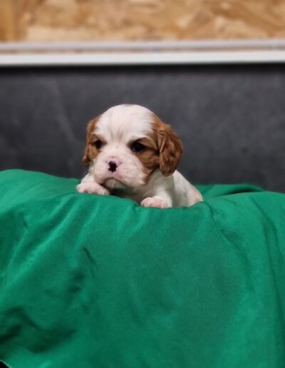 Mâle Cavalier King Charles des Sentiers du Perche.. .