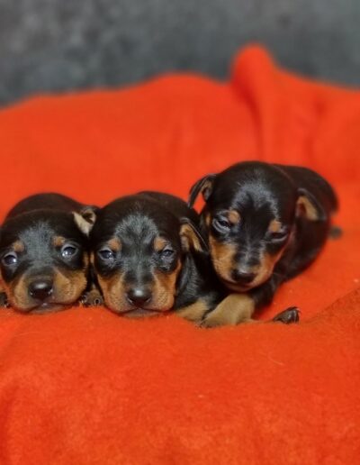 Pinscher Nain des Sentiers du Perche