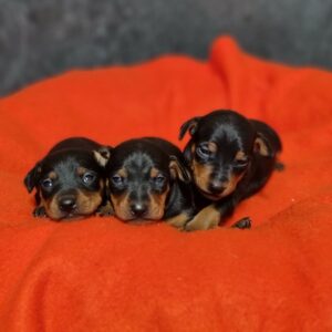 Pinscher Nain des Sentiers du Perche