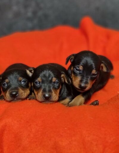 Pinscher Nain des Sentiers du Perche