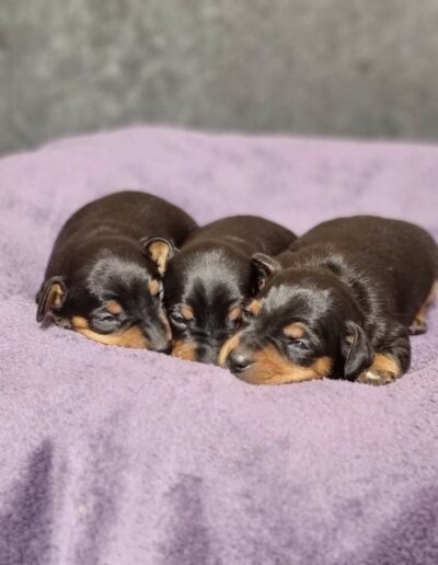 Pinscher Nain des Sentiers du Perche