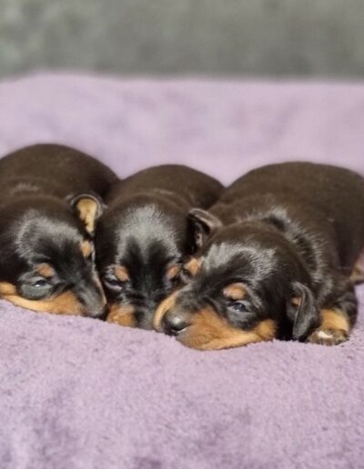 Pinscher Nain des Sentiers du Perche