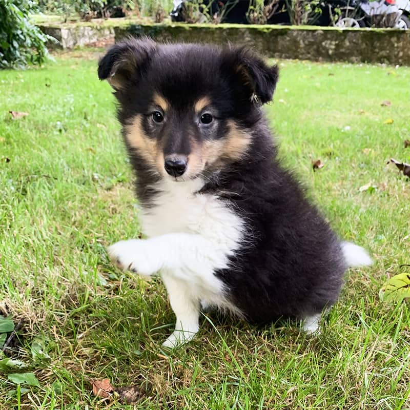 Élevage Chiot Shetland Sheepdog en Normandie