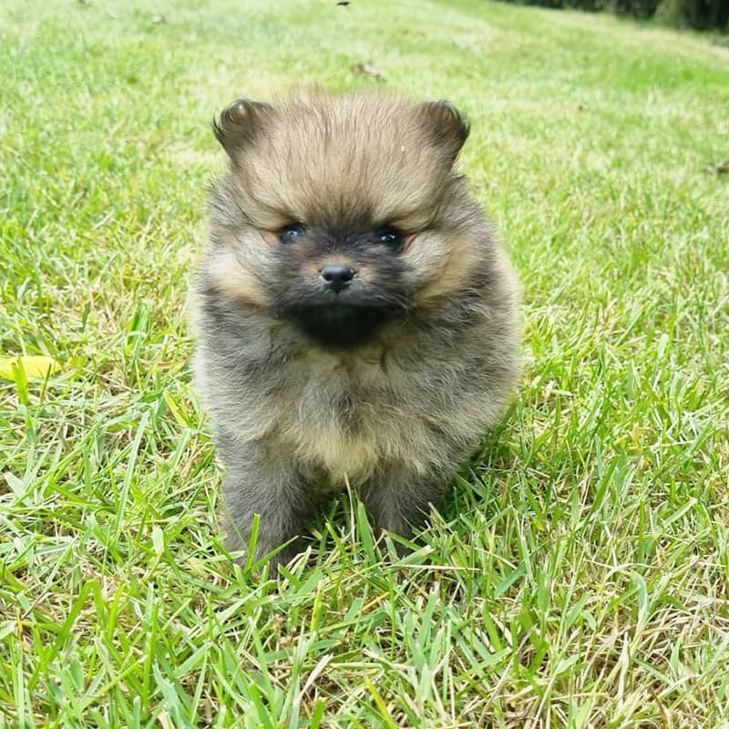 Élevage de Chiots Spitz Nain en Normandie