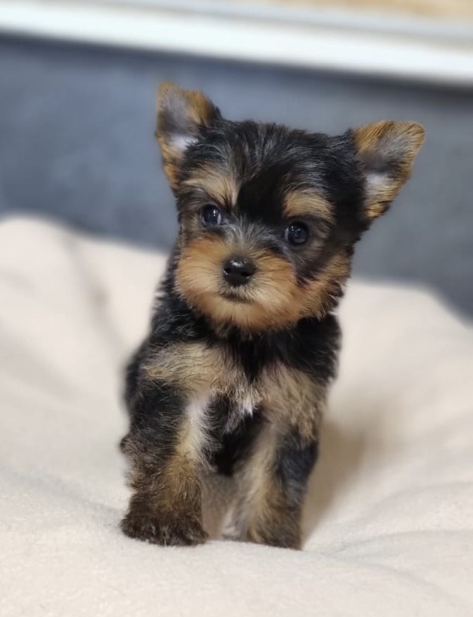 Élevage Chiot Yorkshire Terrier York en Normandie